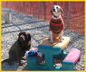 Dog Boarding McHenry IL