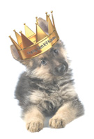 Dog Boarding McHenry IL