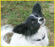 Pet Resort McHenry IL